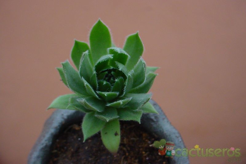 A photo of Sempervivum montanum subsp. stiriacum