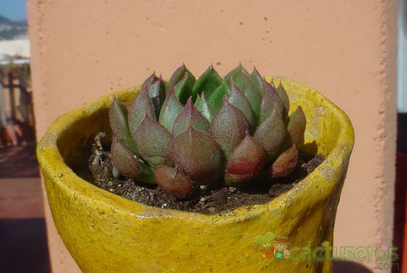 Una foto de Echeveria X setorum cv. Victor