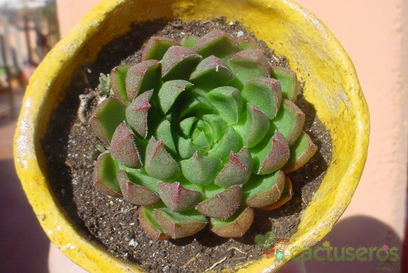 Una foto de Echeveria X setorum cv. Victor