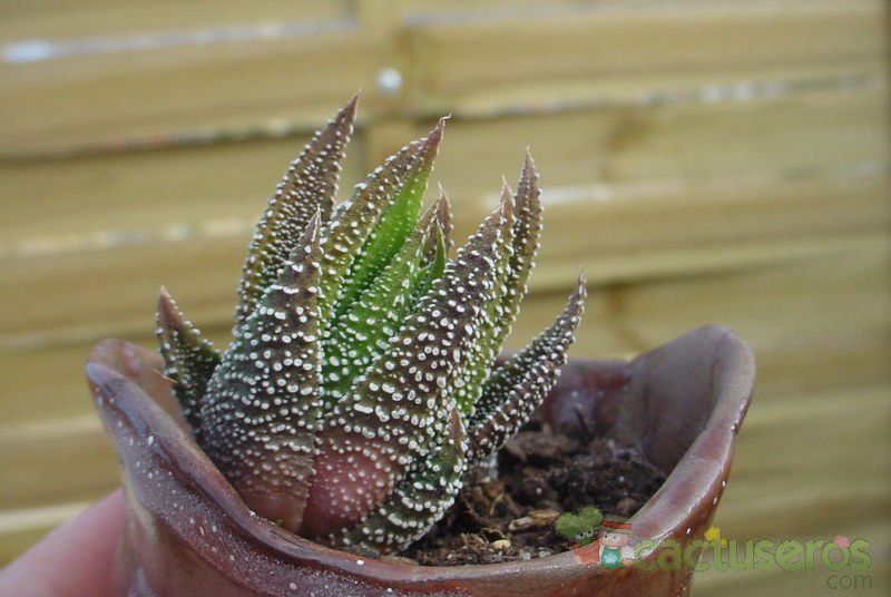Una foto de Haworthia attenuata var. radula