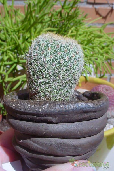 Una foto de Coryphantha werdermannii