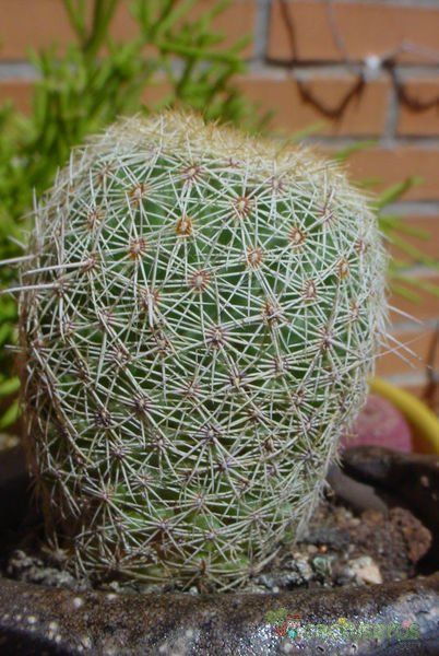 Una foto de Coryphantha werdermannii