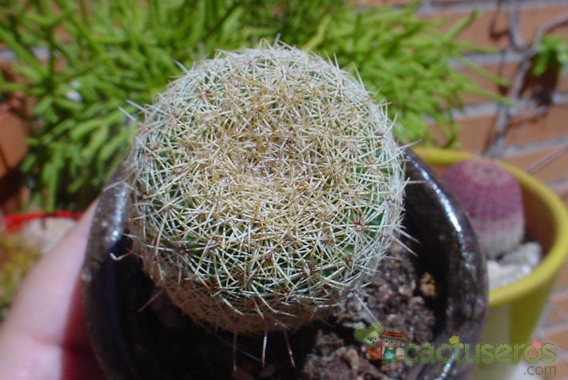 Una foto de Coryphantha werdermannii