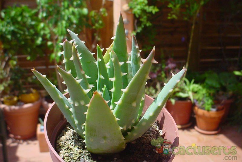 Una foto de Aloe erinacea  