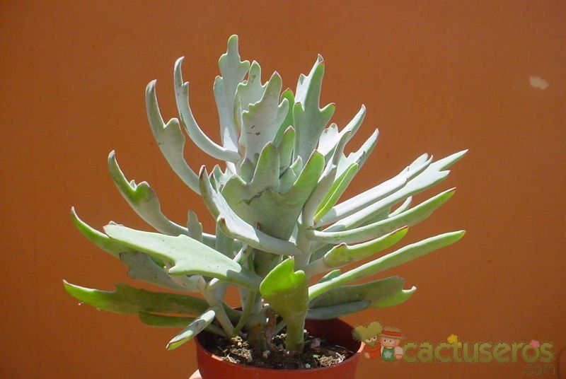 Una foto de Cotyledon orbiculata var. oblonga cv. Takbok