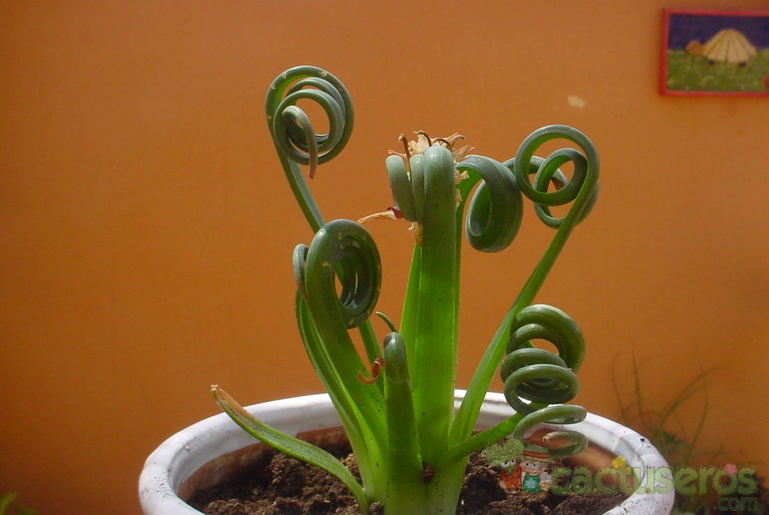 Una foto de Albuca spiralis  