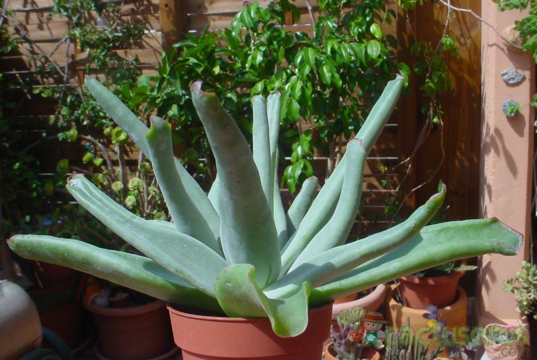 A photo of Cotyledon cv. octopus