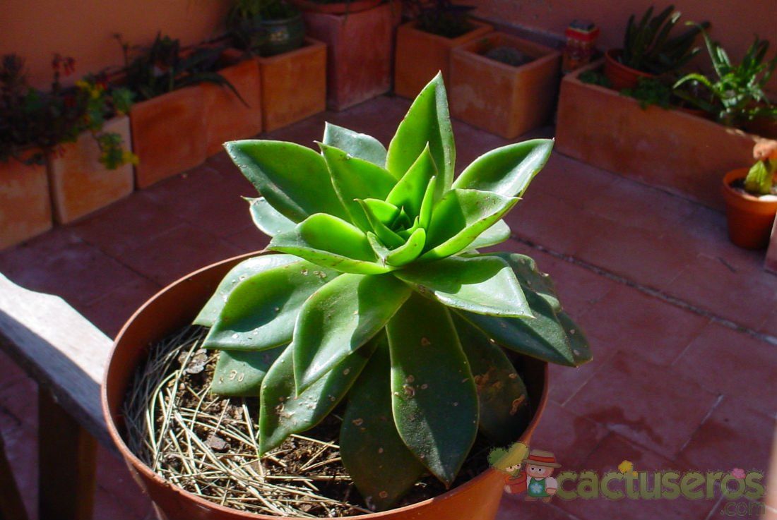 Una foto de Echeveria Rubella (E. agavoides x E. cuspidata) (HIBRIDO)