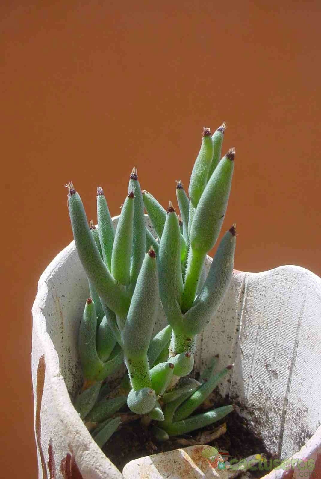 A photo of Trichodiadema mirabile  