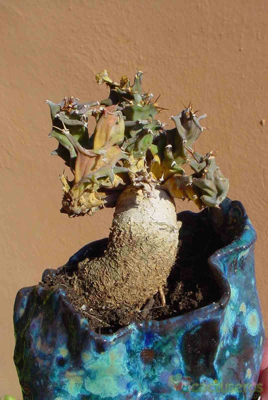 Una foto de Euphorbia groenewaldii  