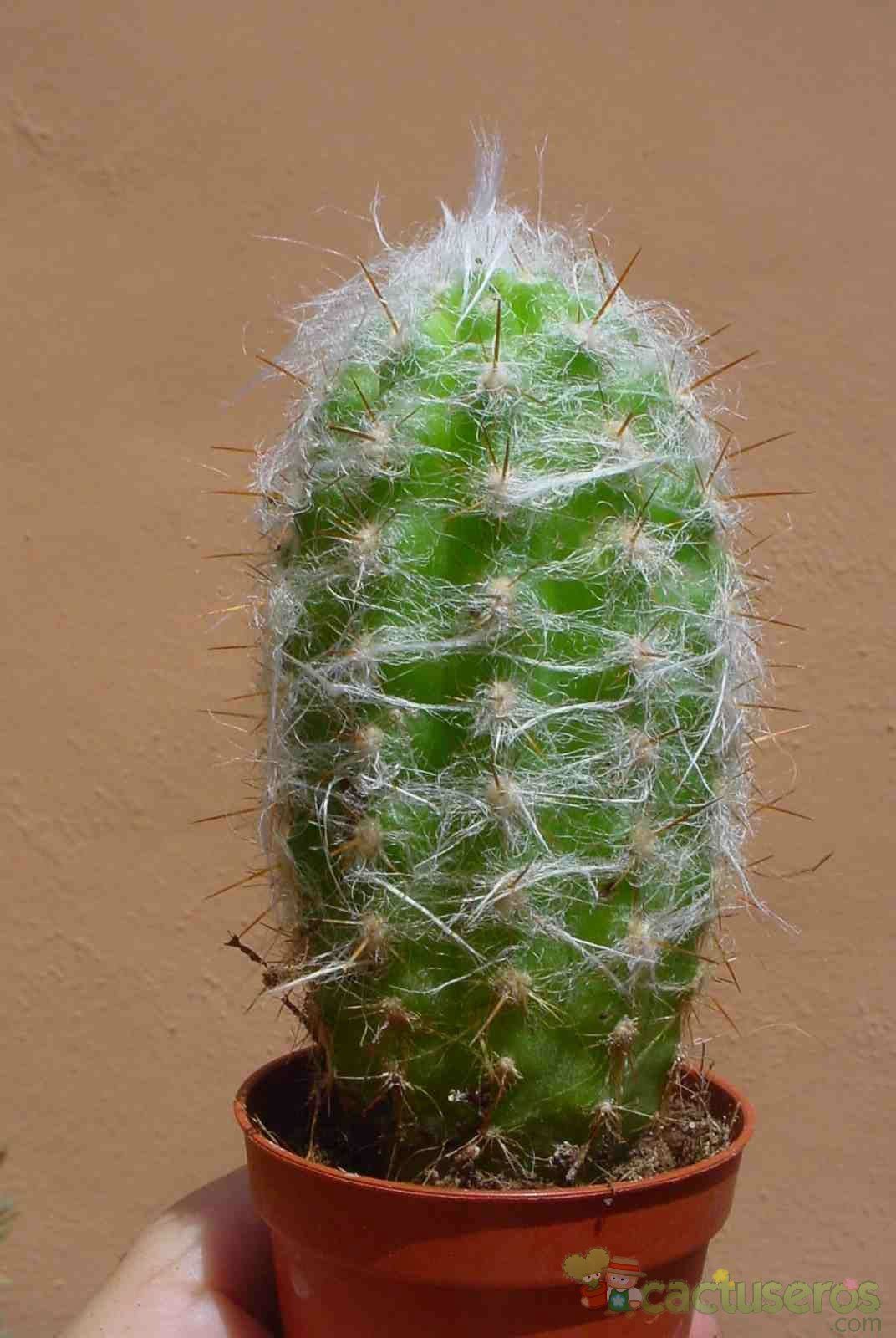 A photo of Oreocereus celsianus