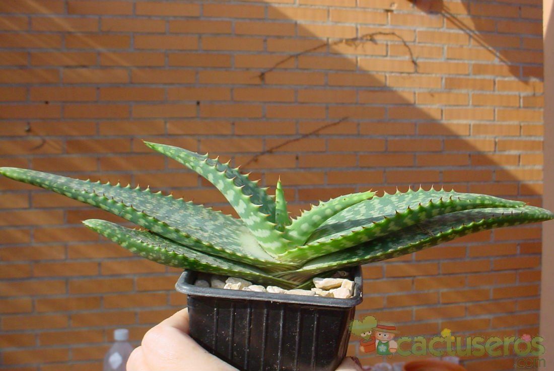 Una foto de Aloe grandidentata  