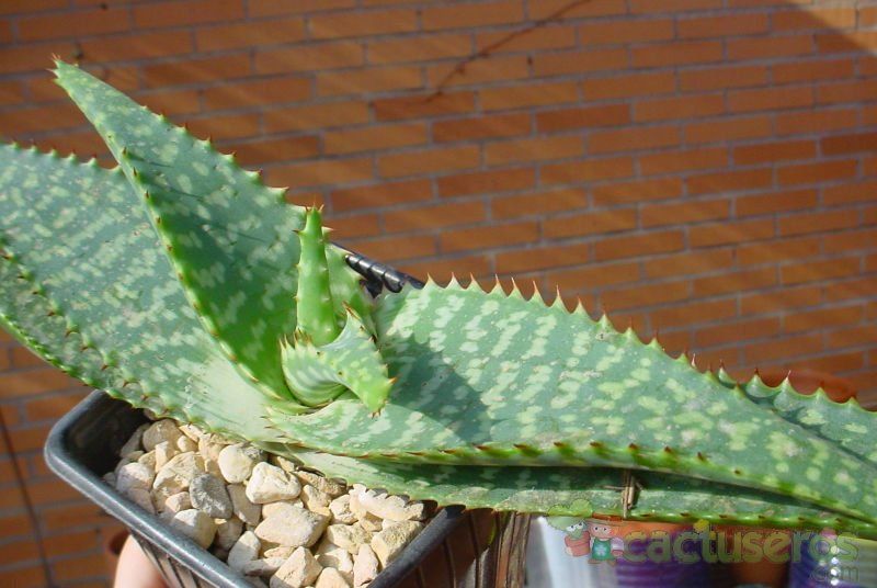 A photo of Aloe grandidentata  