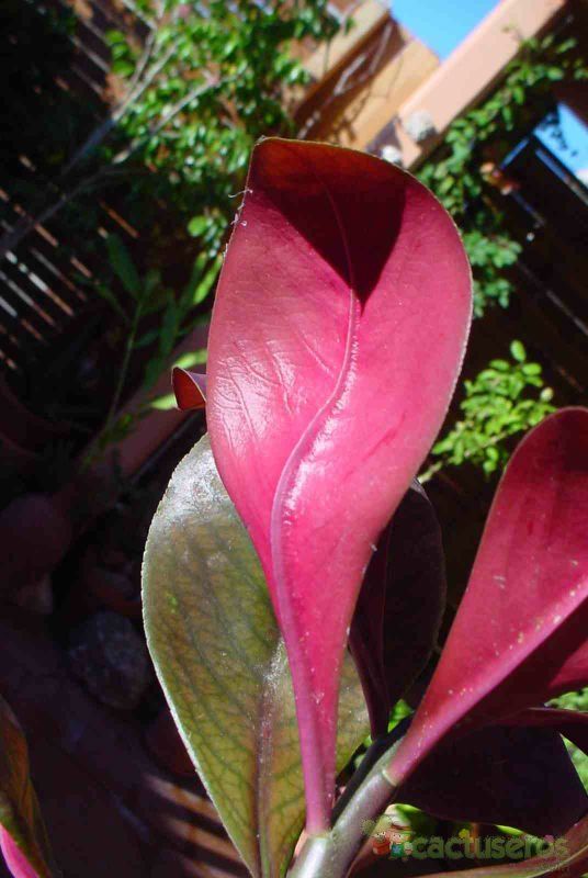 Una foto de Euphorbia bicompacta var. rubra