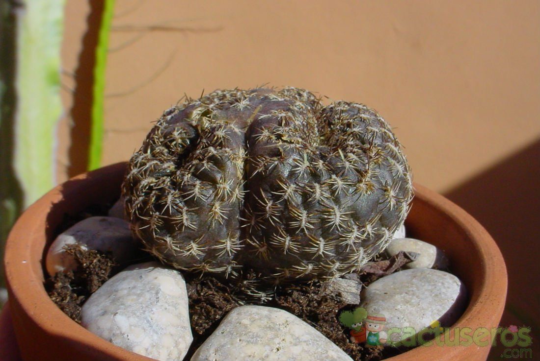 Una foto de Sulcorebutia tarabucoensis