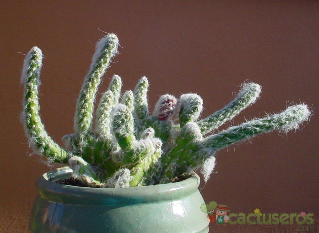 Una foto de Austrocylindropuntia vestita fma. crestada