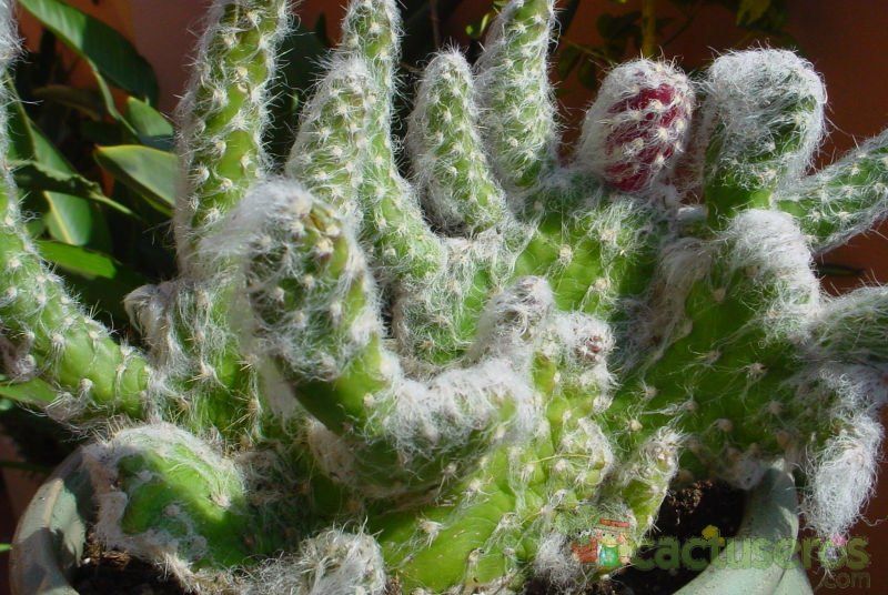 Una foto de Austrocylindropuntia vestita fma. crestada