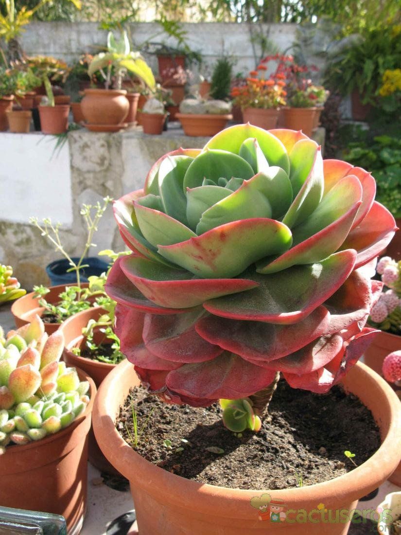 Una foto de Echeveria X imbricata (E. secunda x E. gibbiflora) (Hibrido)