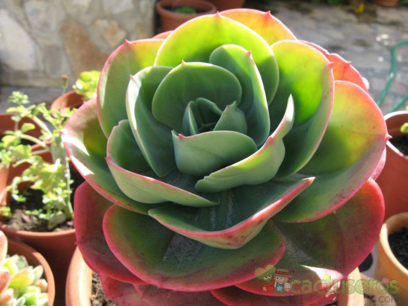 Una foto de Echeveria X imbricata (E. secunda x E. gibbiflora) (Hibrido)