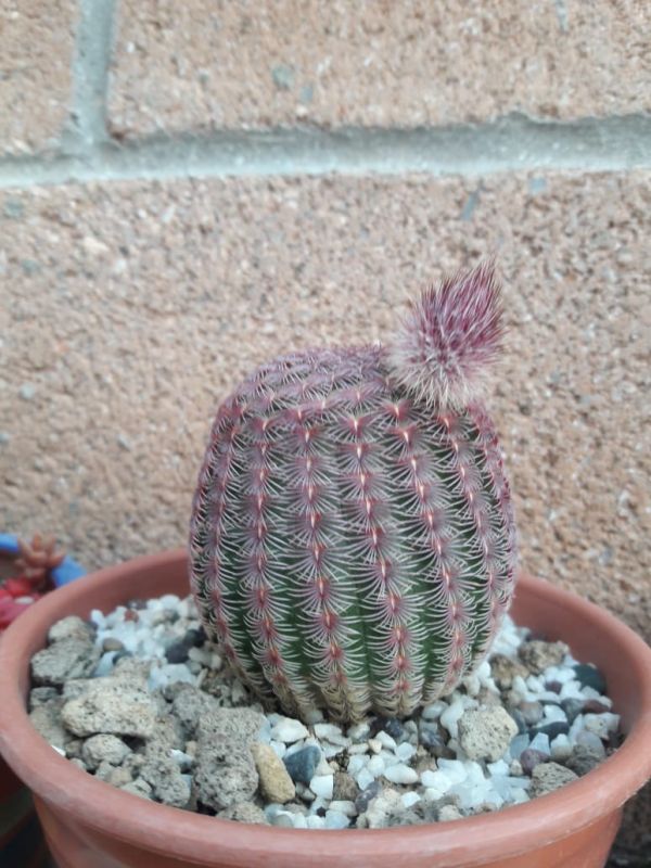 Una foto de Echinocereus rigidissimus ssp. rubispinus