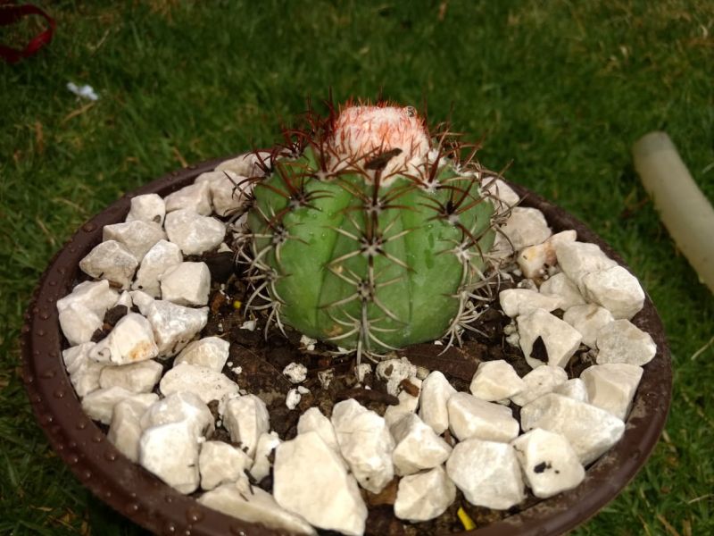 A photo of Melocactus matanzanus