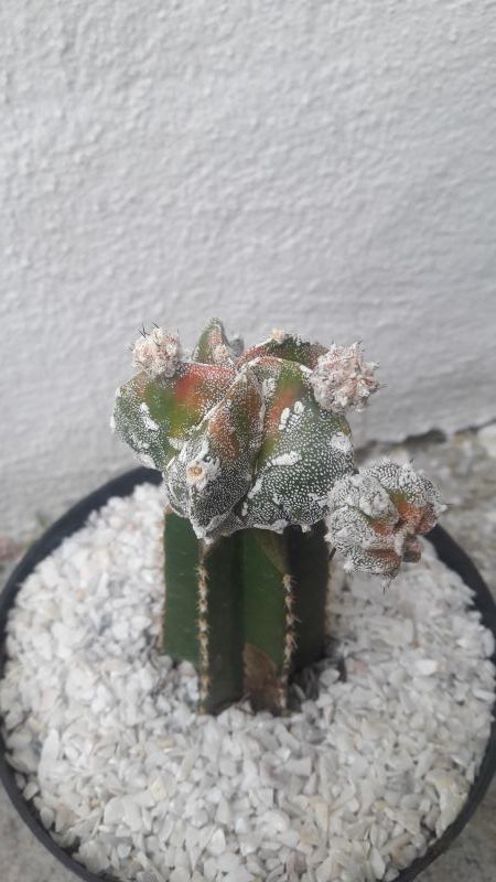 Foto de un cactus que se está identificando actualmente