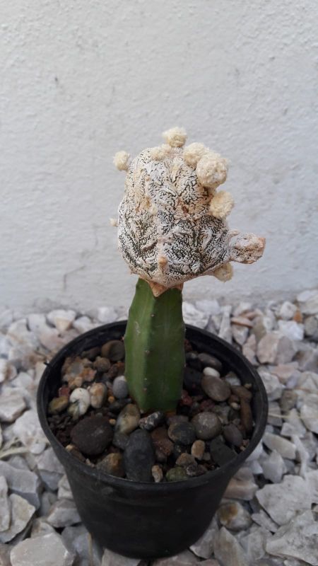 A photo of Astrophytum myriostigma cv. HUBOKI