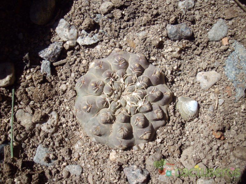 A photo of Gymnocalycium quehlianum