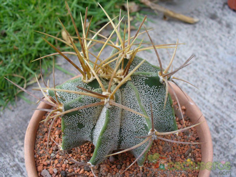 Una foto de Astrophytum ornatum