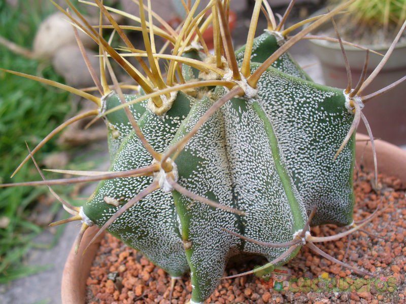 Una foto de Astrophytum ornatum