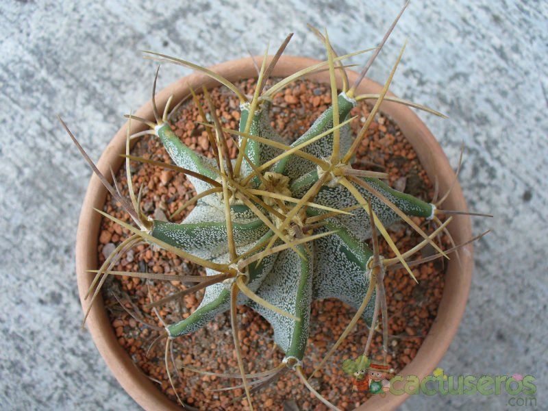 Una foto de Astrophytum ornatum