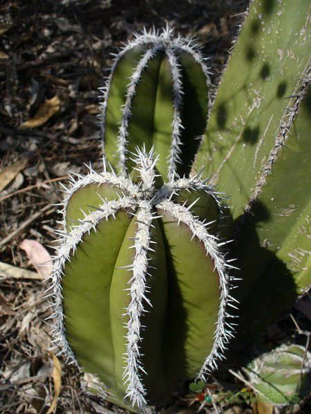 Una foto de Pachycereus marginatus