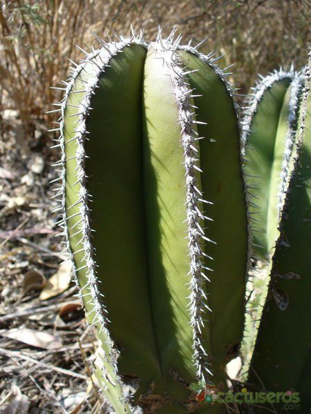 Una foto de Pachycereus marginatus