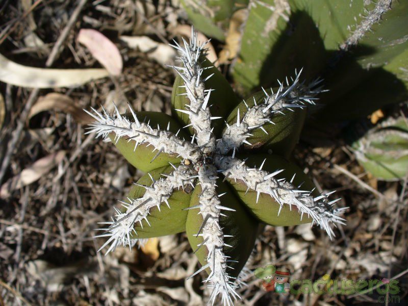 Una foto de Pachycereus marginatus