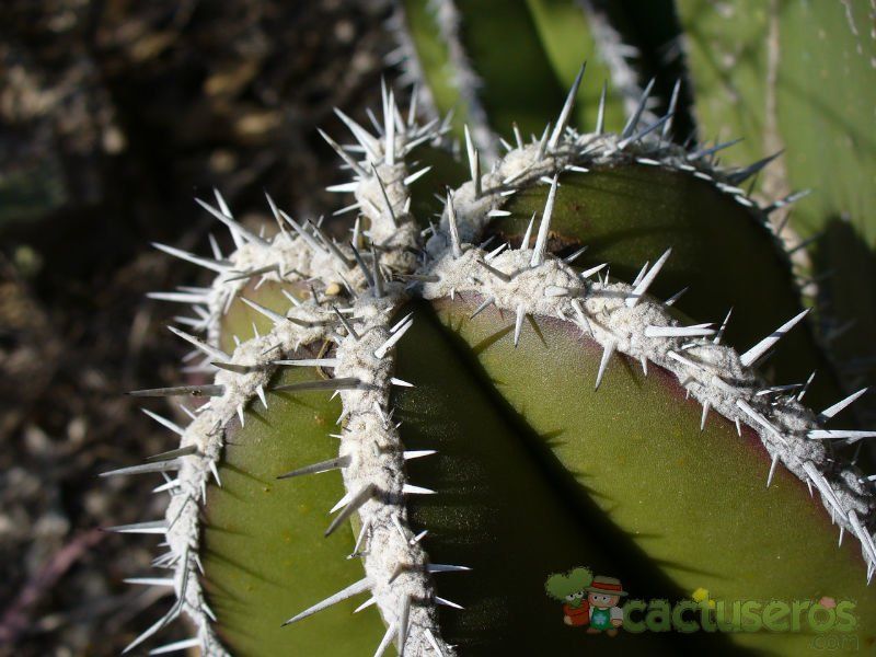 Una foto de Pachycereus marginatus