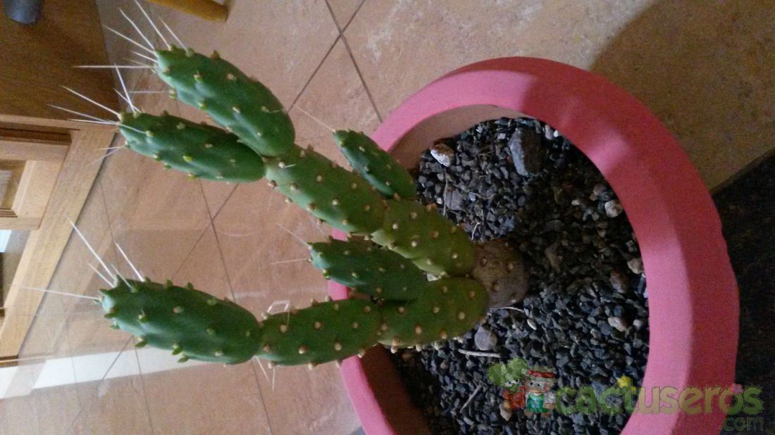 A photo of Cumulopuntia boliviana