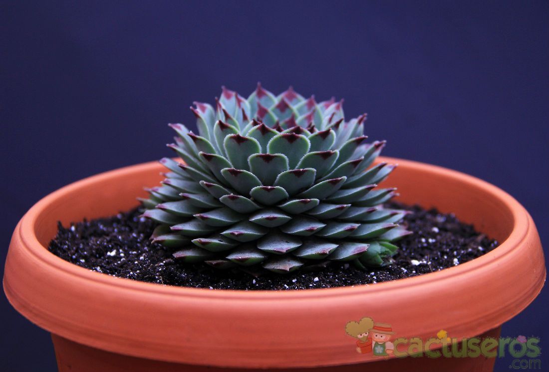 Una foto de Sempervivum calcareum