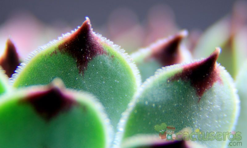 Una foto de Sempervivum calcareum