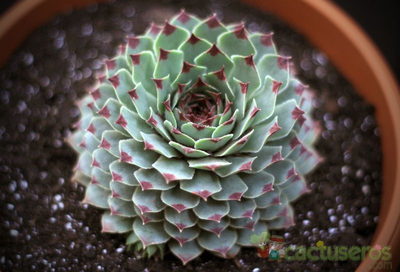 Una foto de Sempervivum calcareum