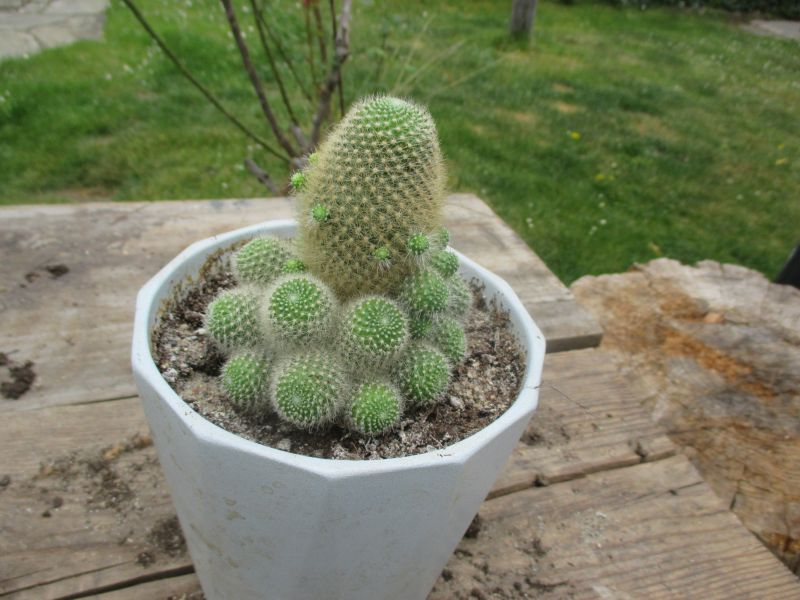 Foto de un cactus que se está identificando actualmente