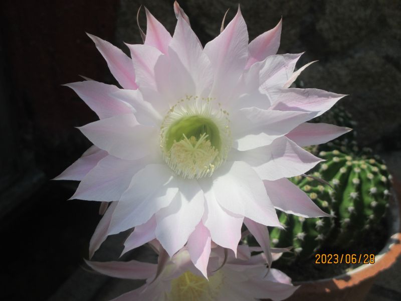 Foto de un cactus que se está identificando actualmente