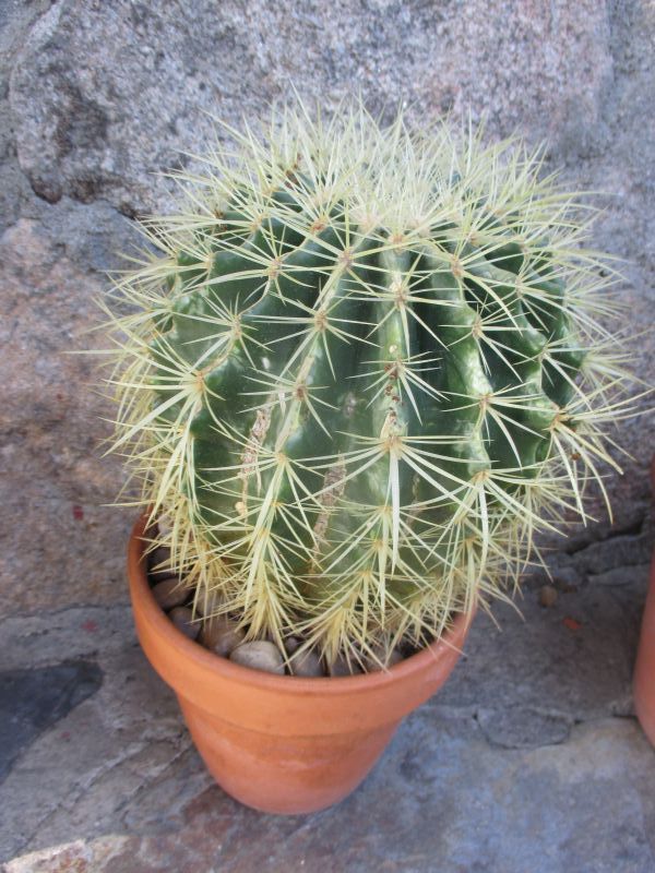 Una foto de Echinocactus grusonii