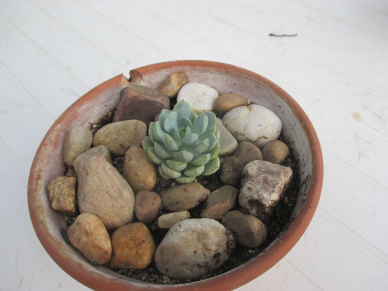 Foto de un cactus que se está identificando actualmente