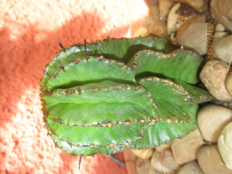 Una foto de Euphorbia horrida