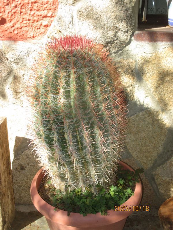 A photo of Ferocactus pilosus