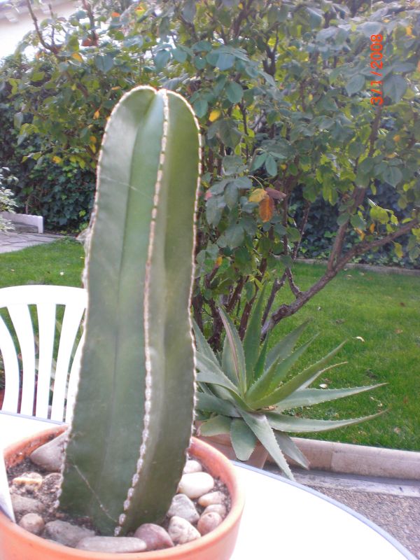 A photo of Pachycereus marginatus