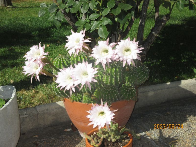 Foto de un cactus que se está identificando actualmente