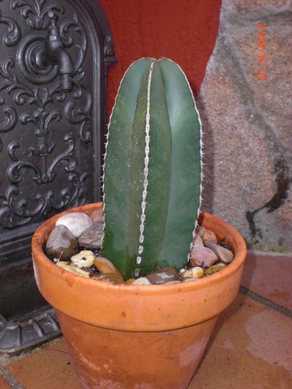 A photo of Pachycereus marginatus