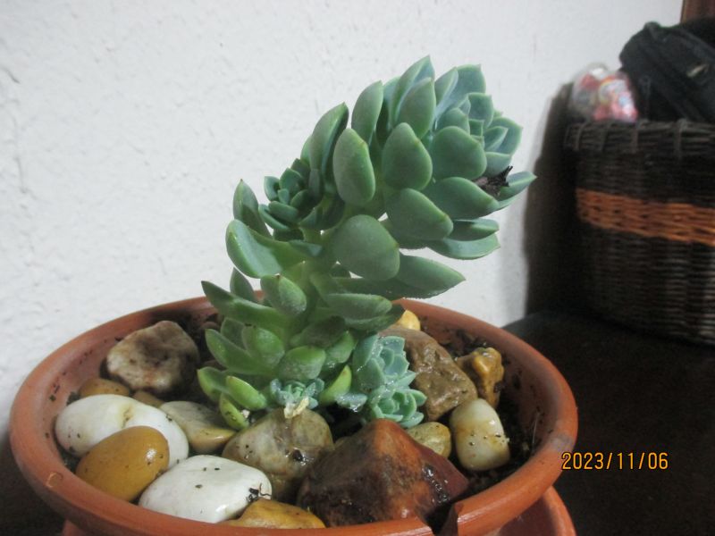 Foto de un cactus que se está identificando actualmente