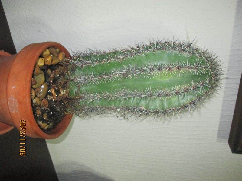 Foto de un cactus que se está identificando actualmente